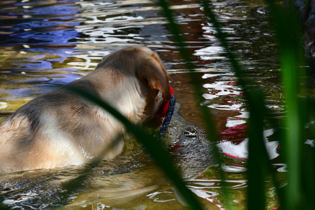 Naturforsthaus Ferienwohnung Fuer Hunde- Und Tierverbundene Menschen Preitenegg Eksteriør billede